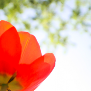 Fotografía de tulipanes